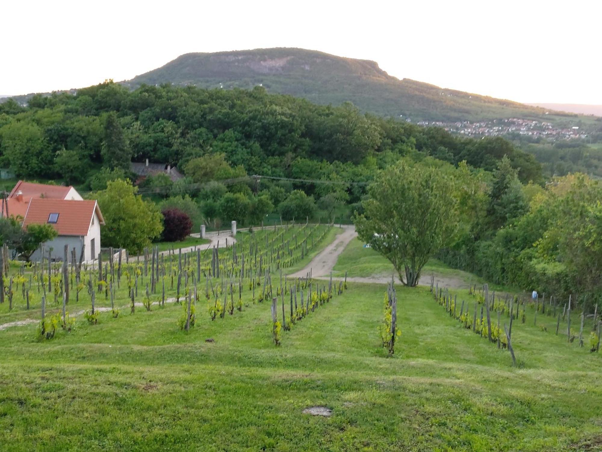 100 éves Présház Villa Badacsonyörs Esterno foto